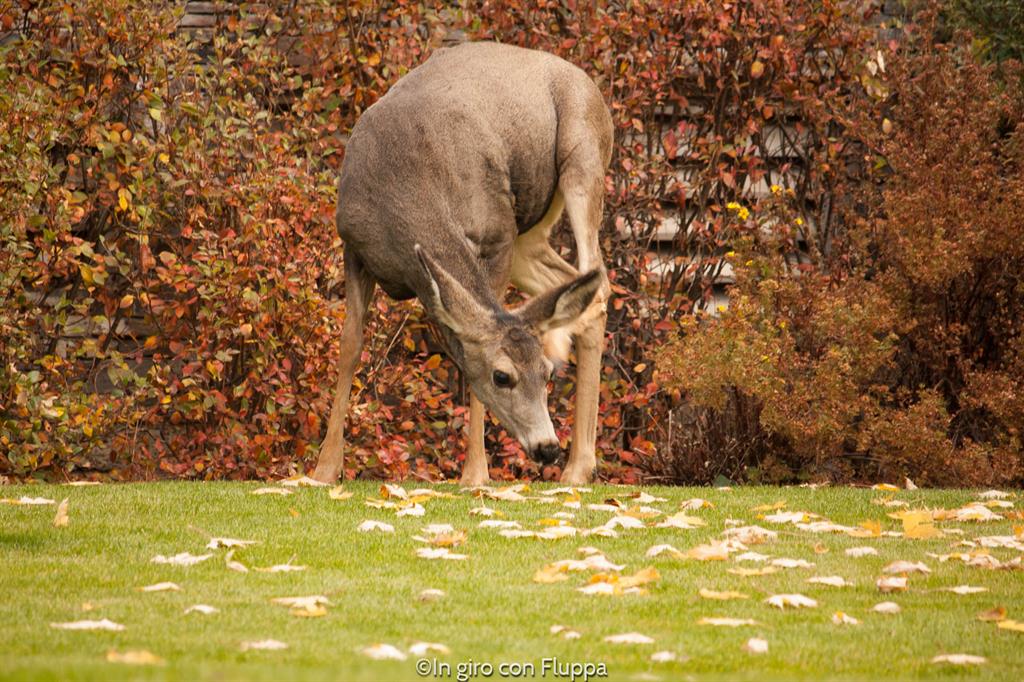 Banff National park - cerbiatti