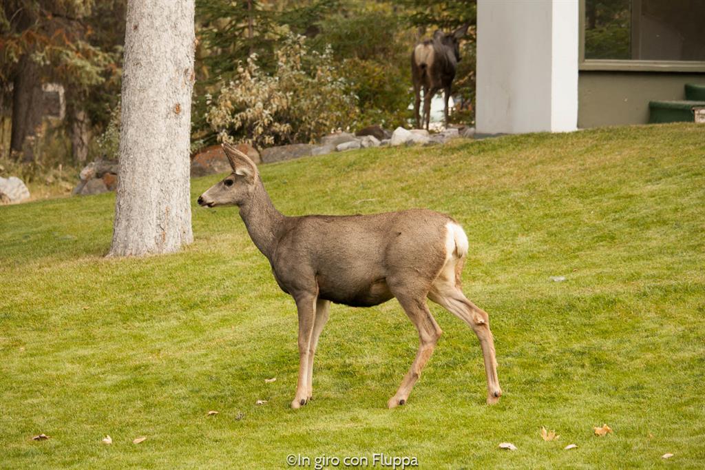 Banff National park - cerbiatti