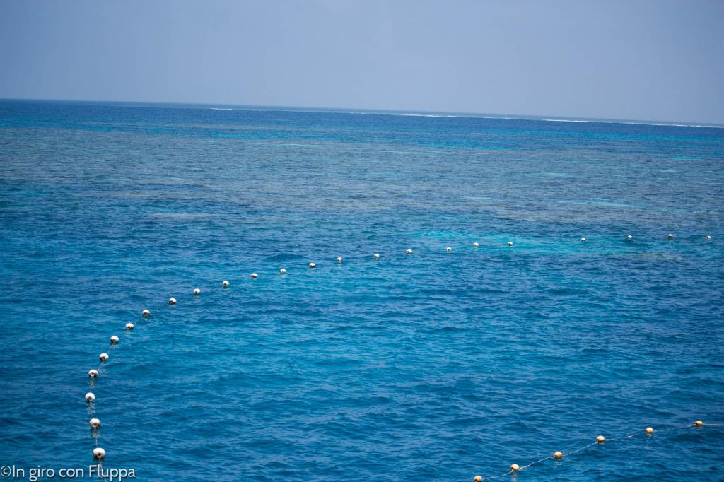 Copertina del post "Snorkelling sulla Grande Barriera Corallina: Angicourt Reef"