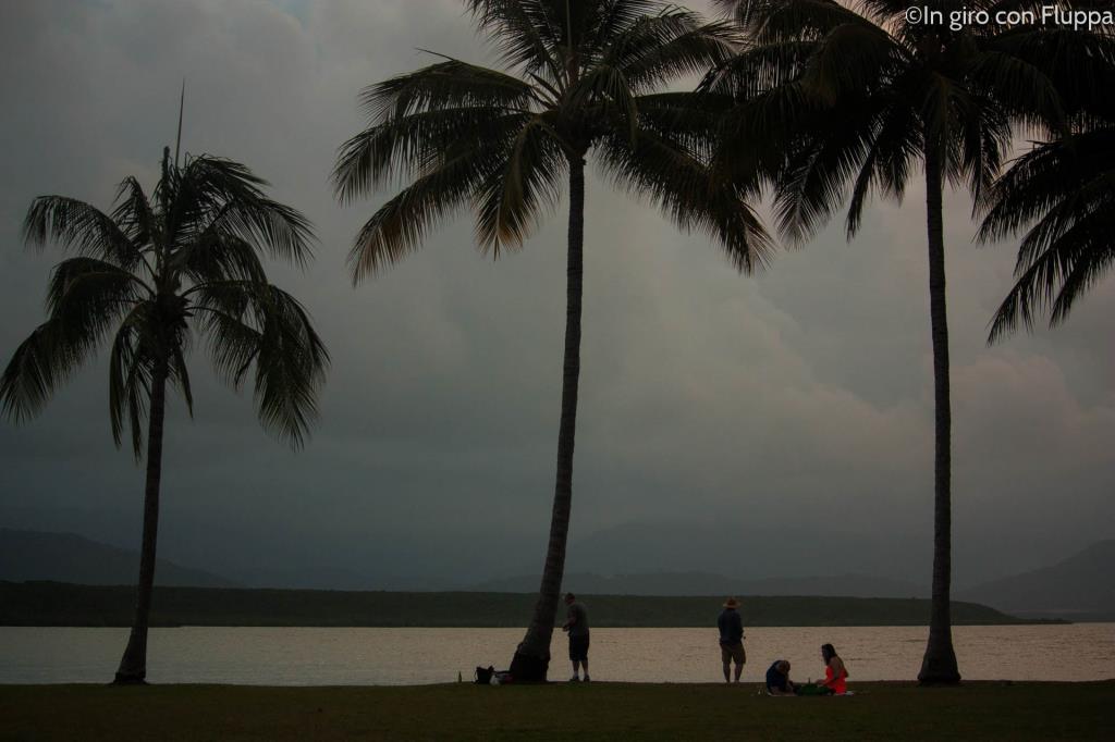Port Douglas, palme