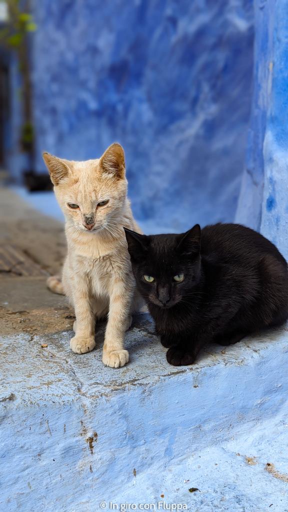 GAttini a Chefchaouen