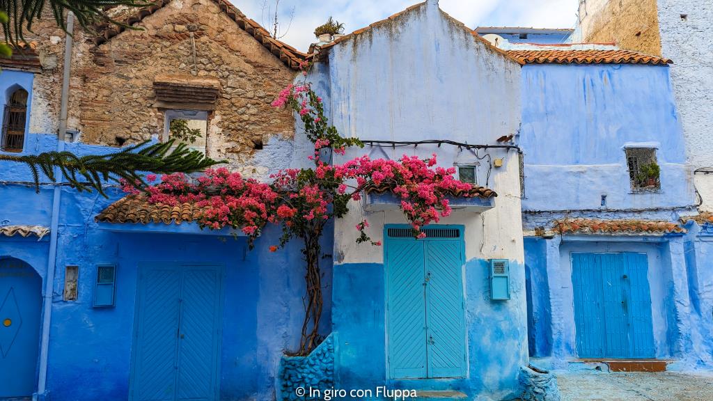 Chefchaouen bouganvillea