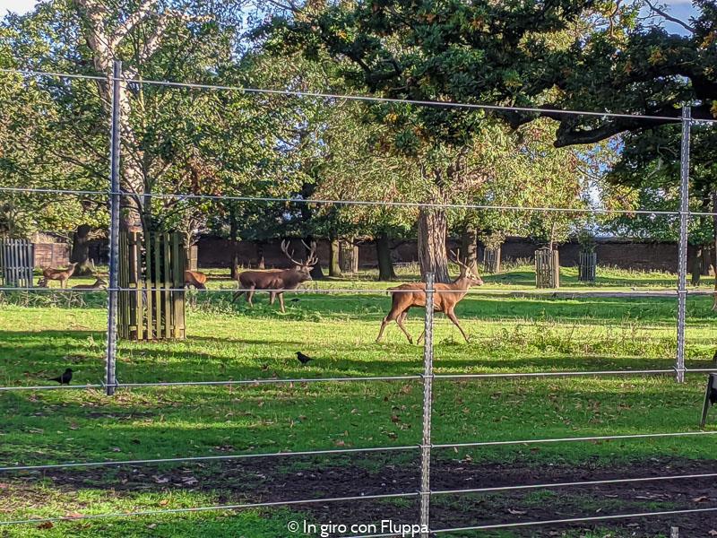 Cervi nel wilderness deer park  Greenwich