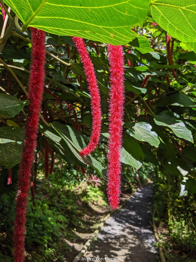Cosa fare a Santa Lucia, Caraibi: Diamond Botanical Gardens