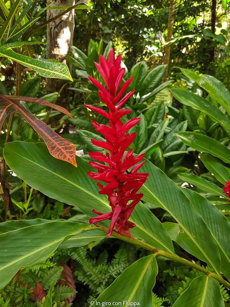 Cosa fare a Santa Lucia, Caraibi: Diamond Botanical Gardens