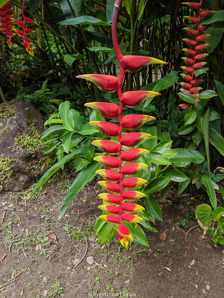 Cosa fare a Santa Lucia, Caraibi: Diamond Botanical Gardens