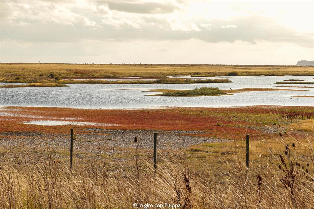 Cosa vedere a Rye in un giorno: Rye Harbour Nature Reserve