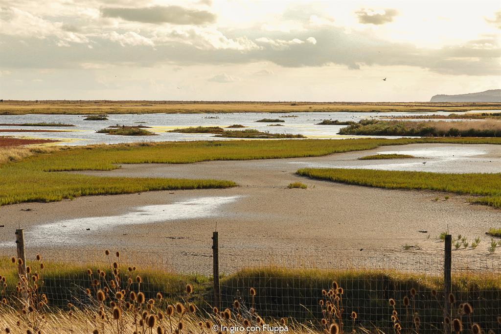 Cosa vedere a Rye in un giorno: Rye Harbour Nature Reserve