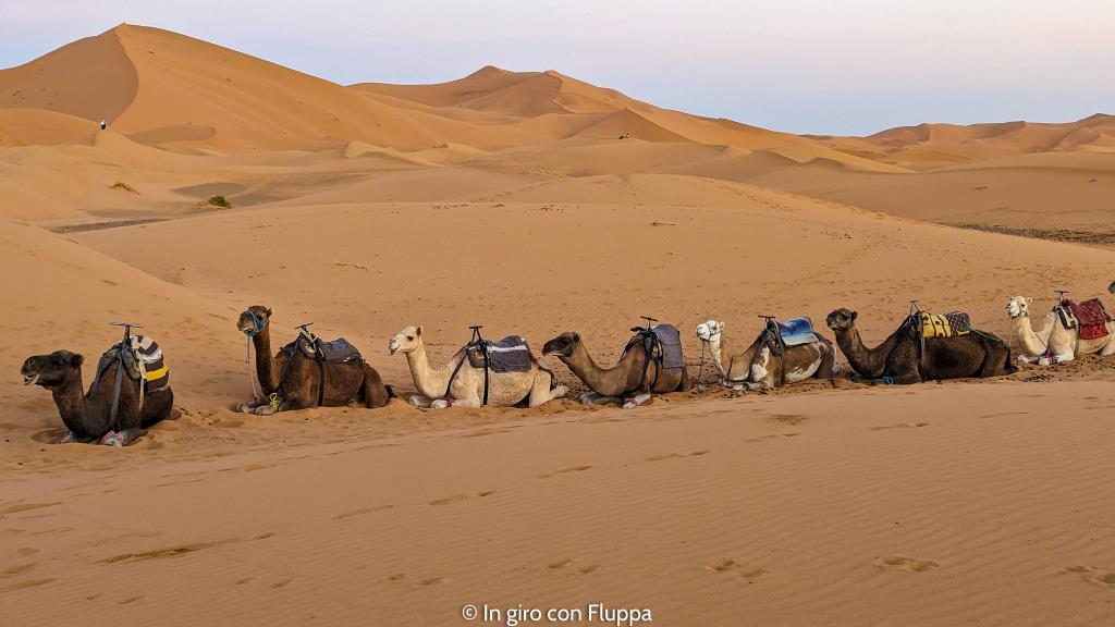 Cammelli a riposo sulle dune del deserto di Merzouga in Marocco