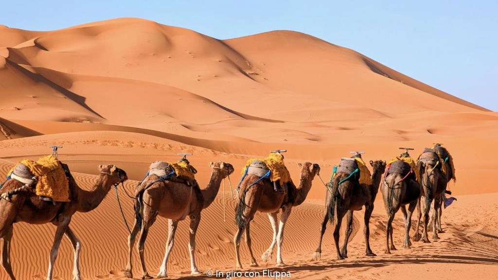 Cammelli sulle dune di Erg Chebbi