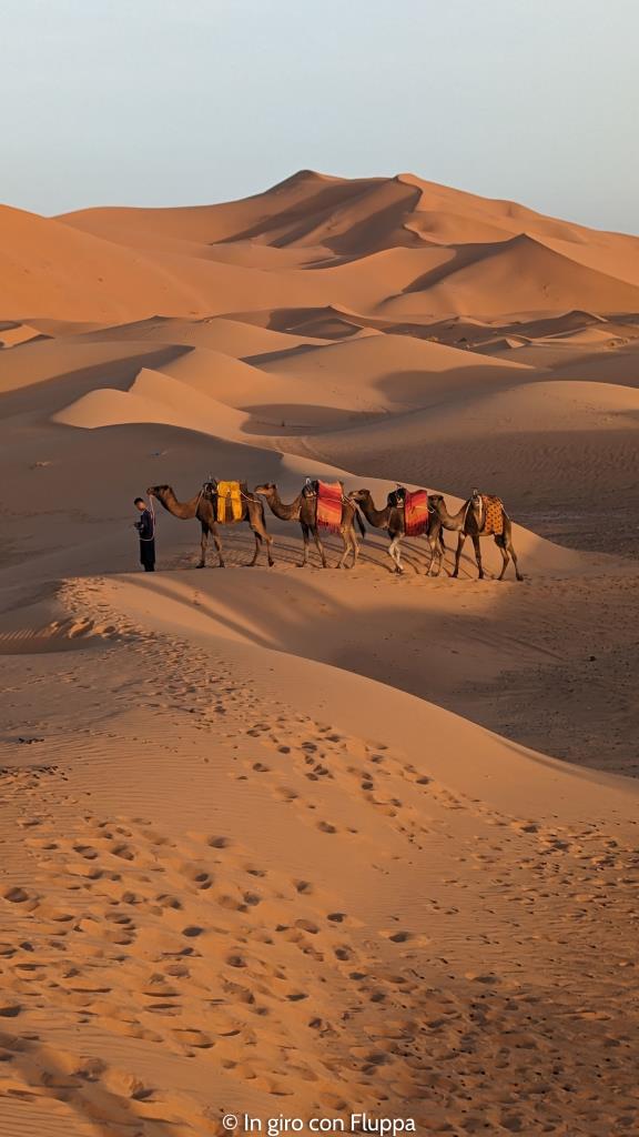 Carovana di cammelli nel deserto del Sahara in Marocco