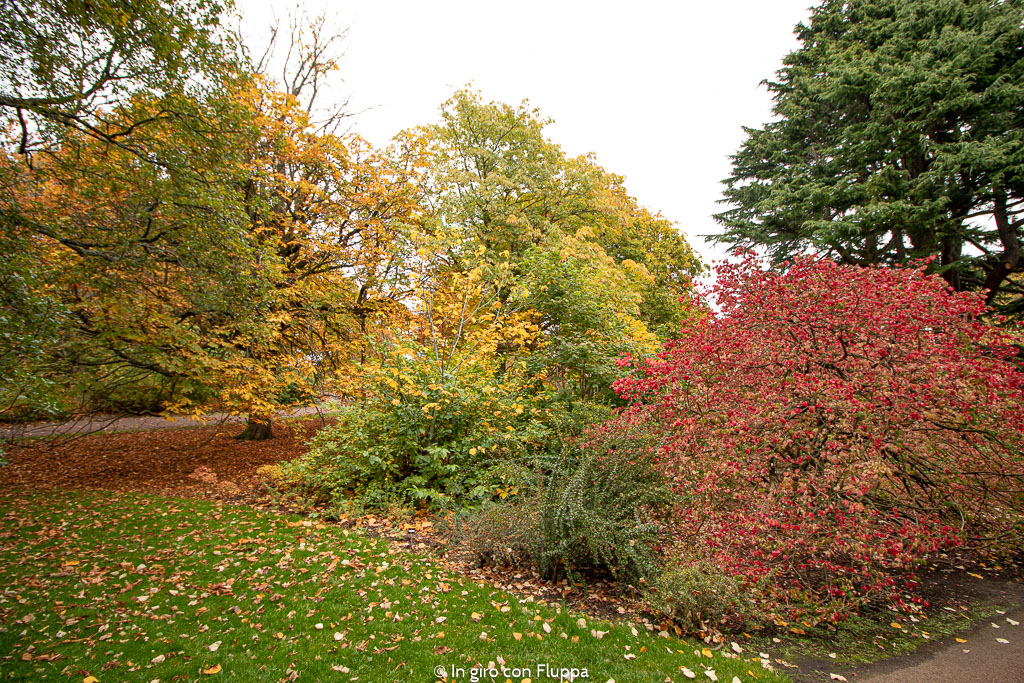 Dove vedere il fogliage a Edimburgo: Royal Botanic Gardens
