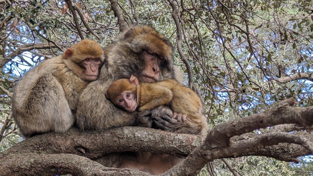 Famiglia di scimmie alla Maison de la Cédraie, Marocco