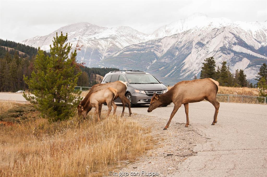 Jasper National Park - animali selvatici