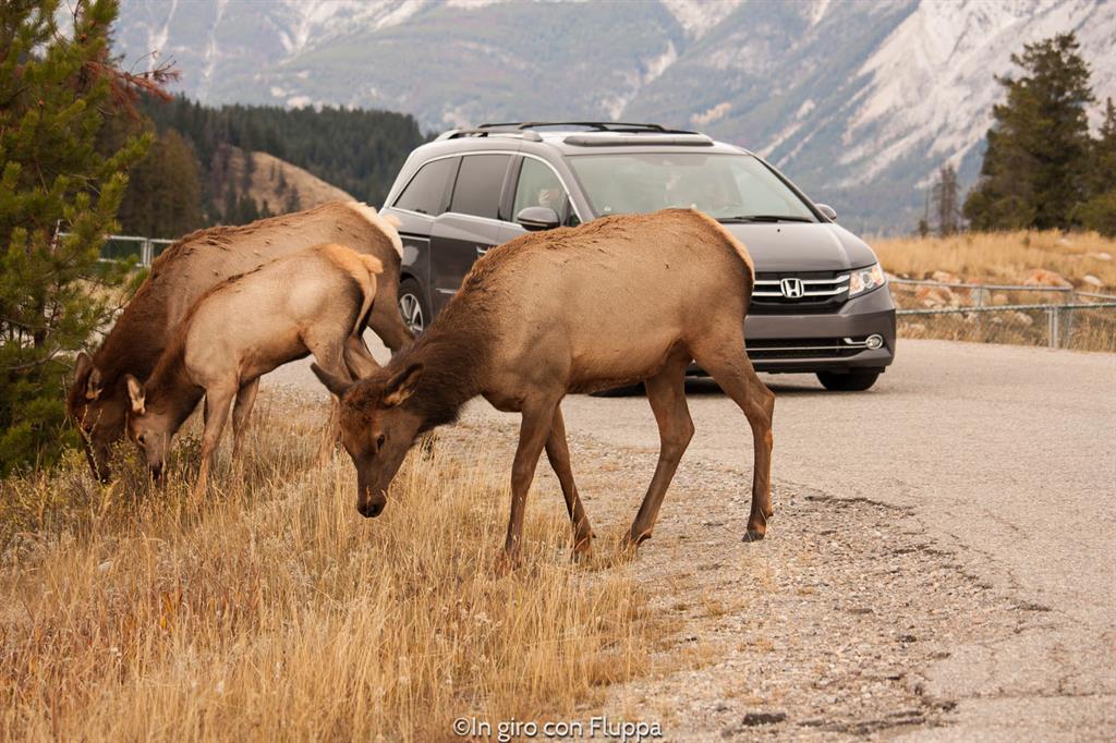 Jasper National Park - animali selvatici