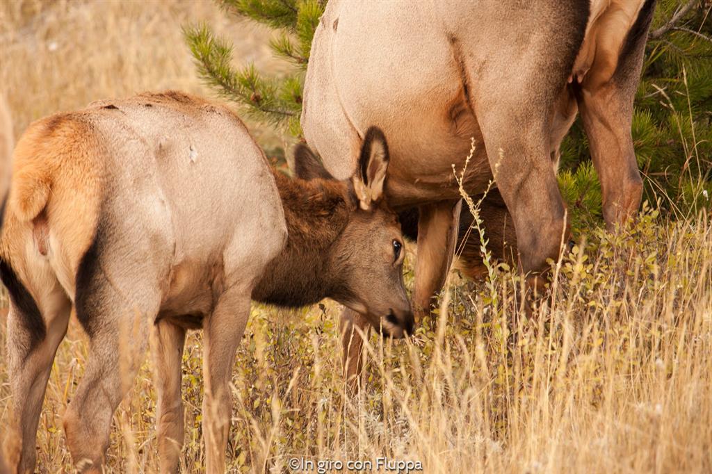 Jasper National Park - animali selvatici