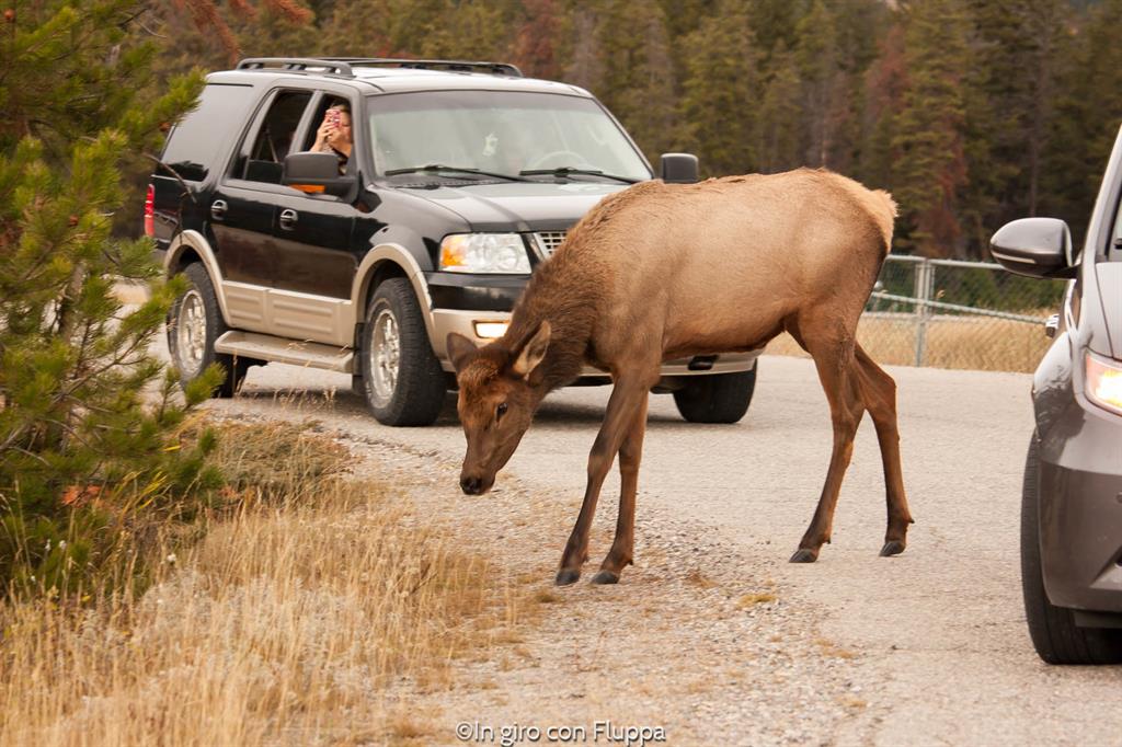 Jasper National Park - animali selvatici