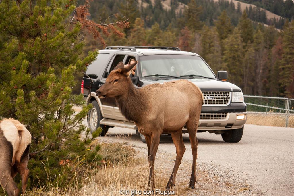 Jasper National Park - animali selvatici