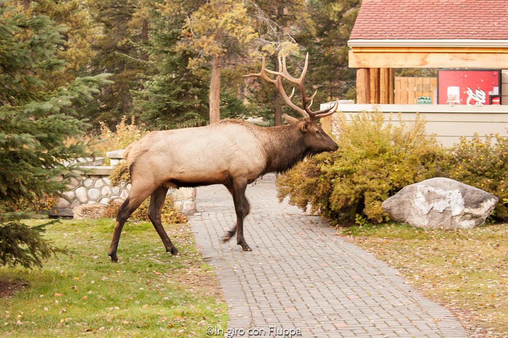 Cosa fare e vedere a Jasper: Patricia Lake Bungalows