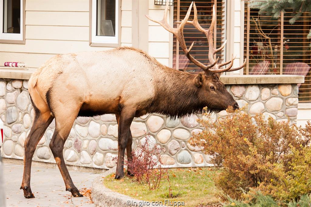Cosa fare e vedere a Jasper: Patricia Lake Bungalows