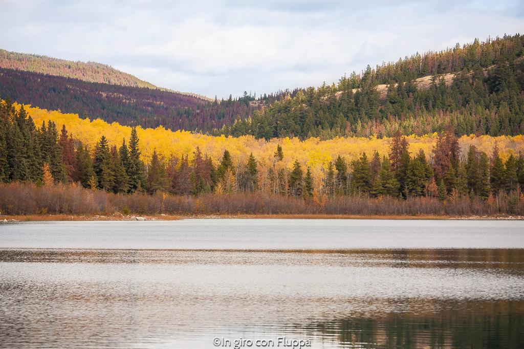 Cosa fare e vedere a Jasper: Patricia Lake