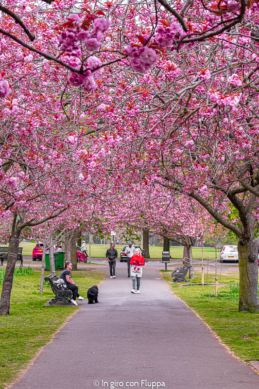 Cherry walk nel parco di Greenwich