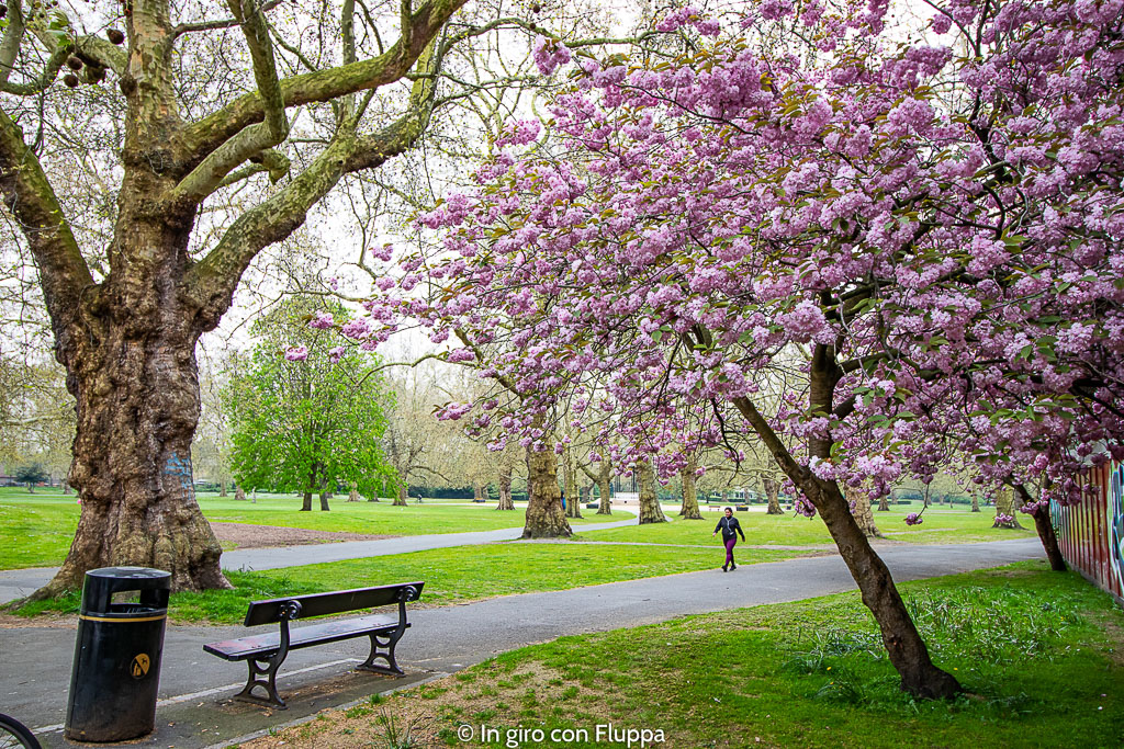 Albero di ciliegio nel Southwark Park, Londra