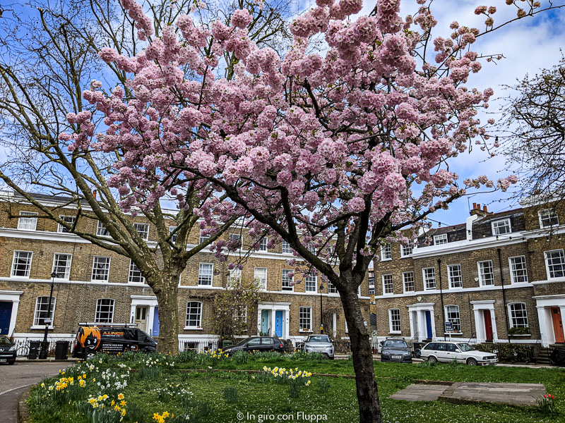 Albero di ciliegio in Hanover Gardens, Oval