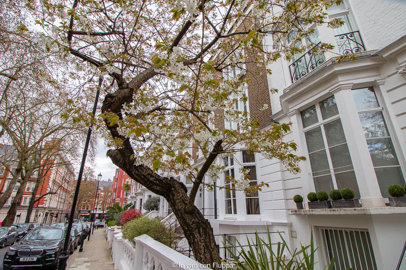 Ciliegio a Hornton Street, Kensington