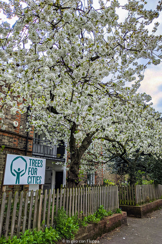 Albero di ciliegio nel Kennington Park, Londra