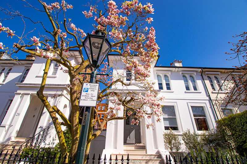 Magnolia a Launceston Place, Kensington