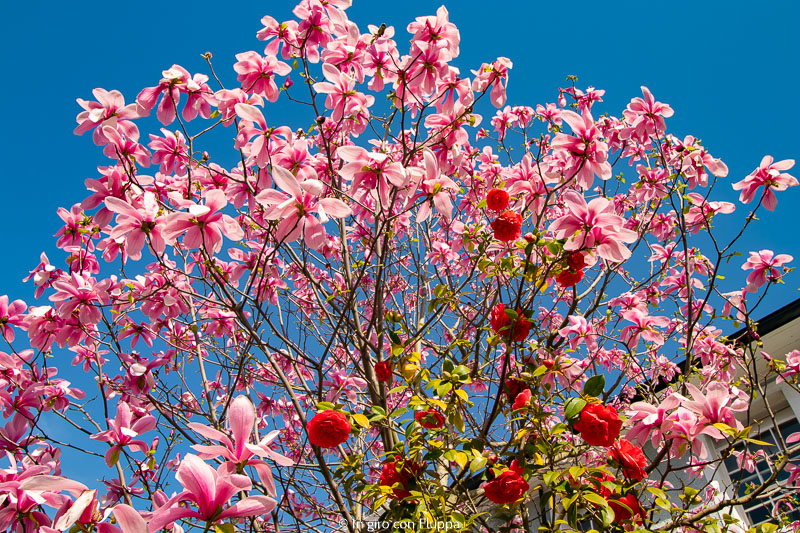 Magnolia a Launceston Place, Kensington