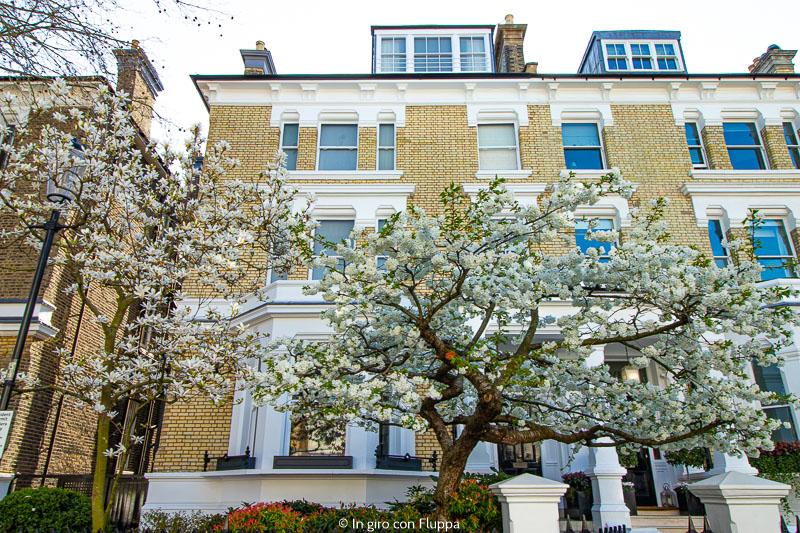 Albero di ciliegio a The Little Boltons, Kensington