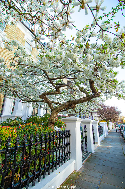 Albero di ciliegio a The Little Boltons, Kensington