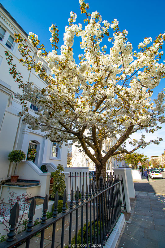 Ciliegio a Victoria Road, Kensington