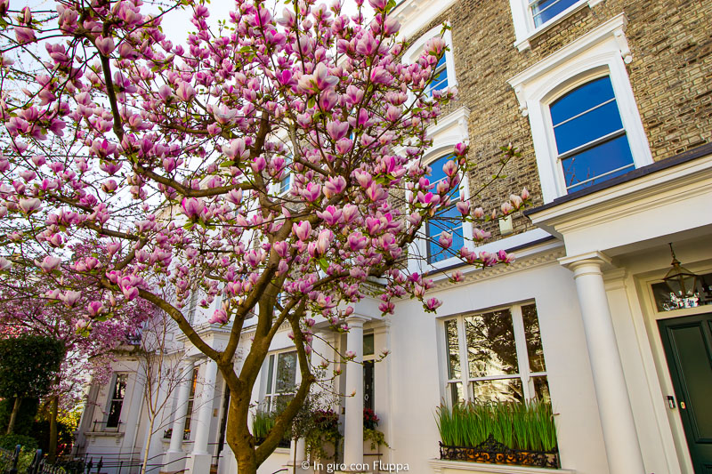 Magnolia ad Allen Street, Kensington