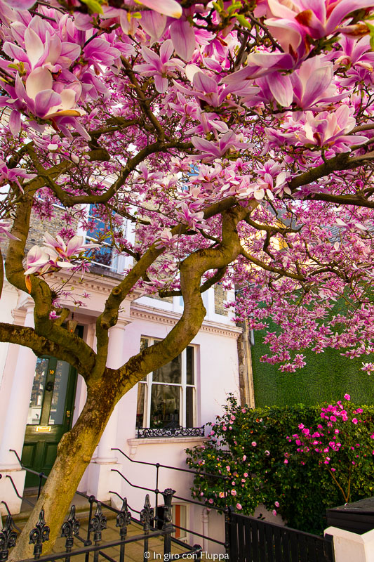 Magnolia ad Allen Street, Kensington