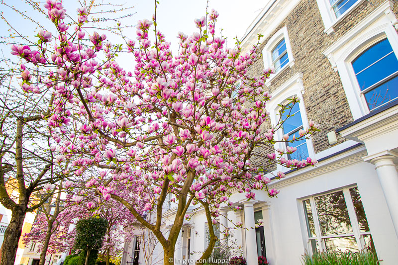 Magnolia ad Allen Street, Kensington