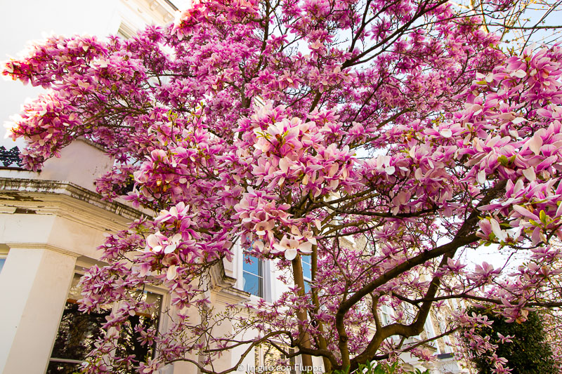 Fioritura della magnolia a Londra