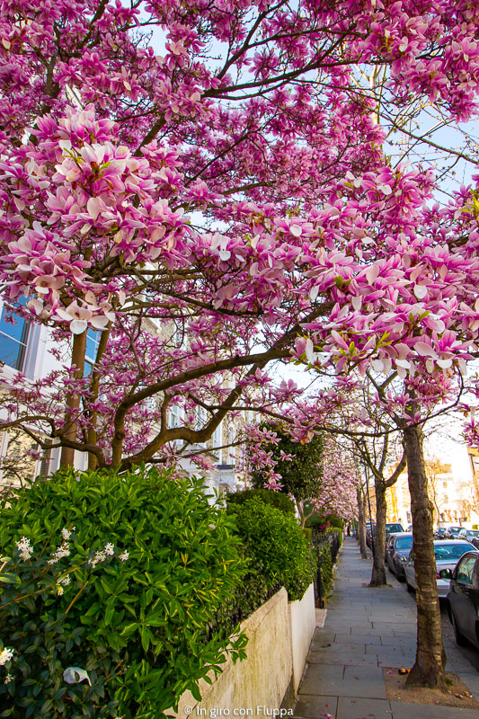 Magnolia ad Allen Street, Kensington