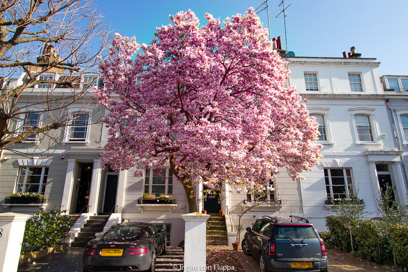 Albero di magnolia a Earl's Court Gardens, Kensington