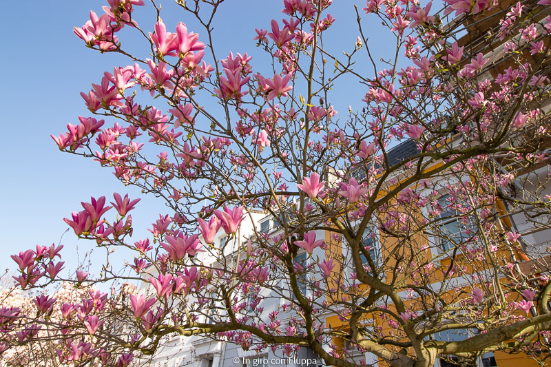 Albero di magnolia a Earl's Court Gardens, Kensington
