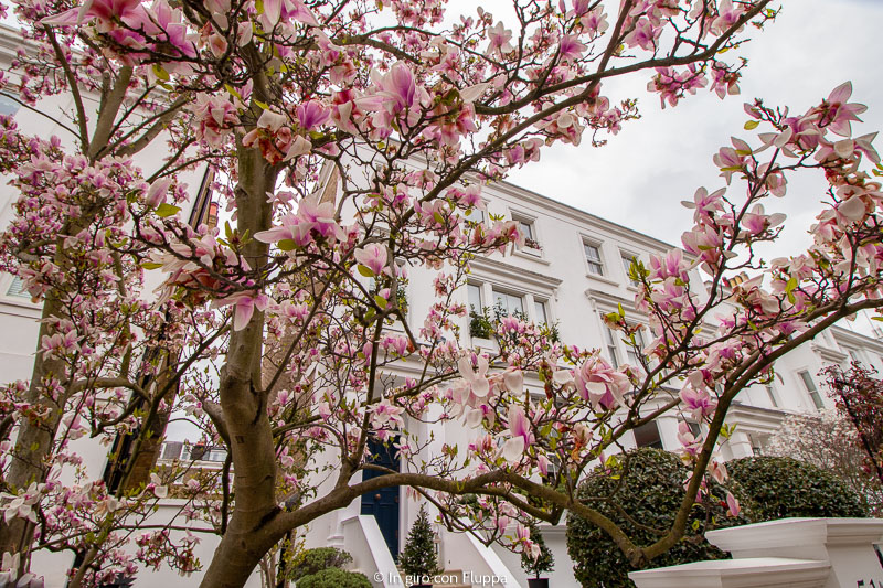 Magnolia a Hornton Street, Kensington