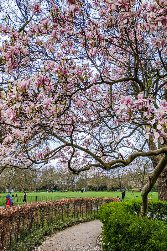 Albero di magnolia nel Kennington Park, Londra