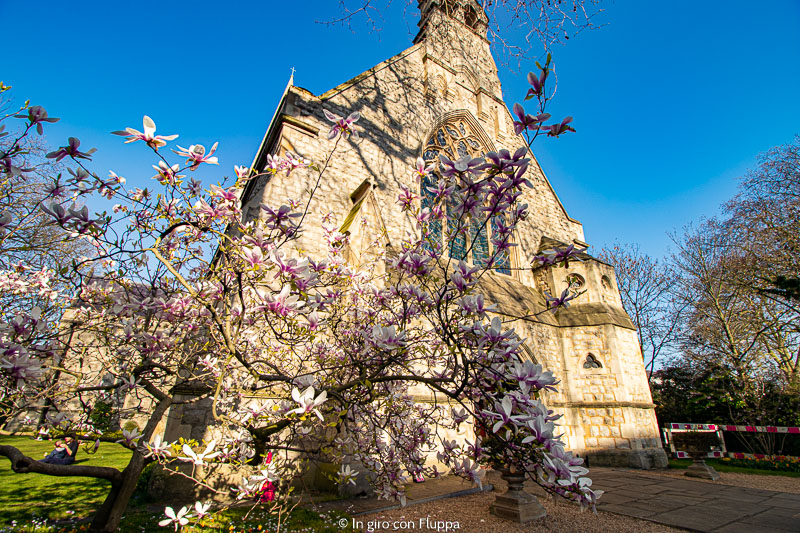 Albero di magnolia a St.Mary The Boltons, Kensington