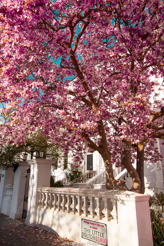 Albero di magnolia a The Little Boltons, Kensington