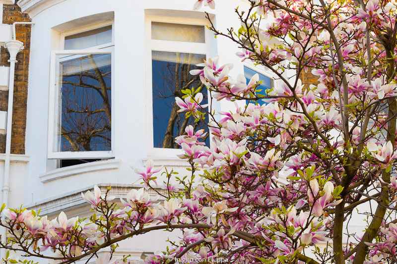 Magnolia a Victoria Road, Kensington