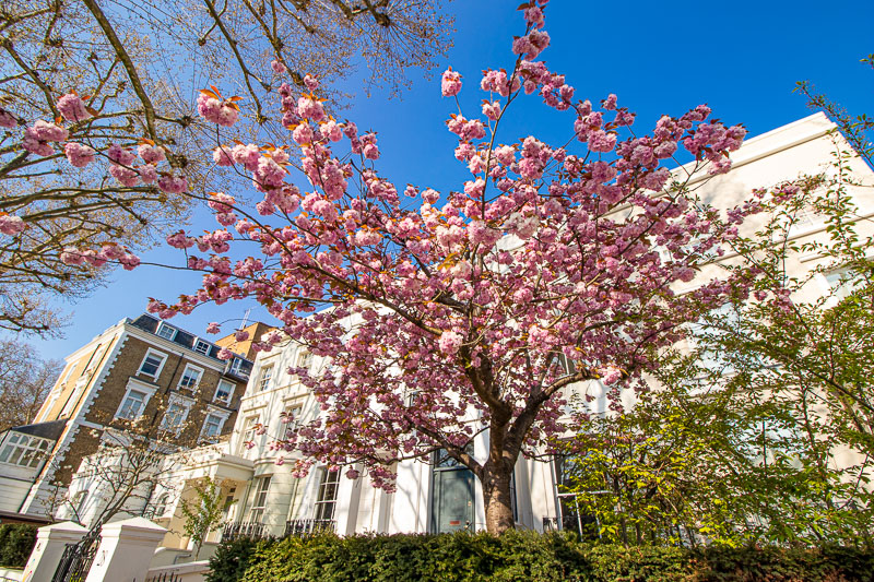 Ciliegio a Holland Park