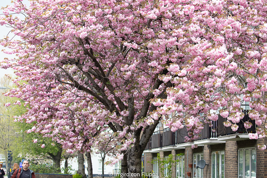 Albero di ciliegio a Jamaica Road, Londra