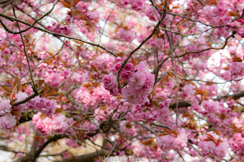 Fiori di ciliegio nel parco di Greenwich